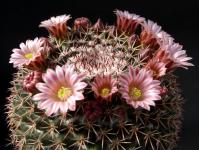 Thumbnail of 1041_Mammillaria gummifera (de Durango)_20140430(1).JPG
